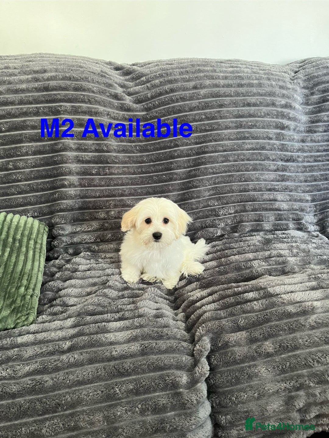 Maltese dogs for sale: Bichon puppies  in Coventry - Image 11