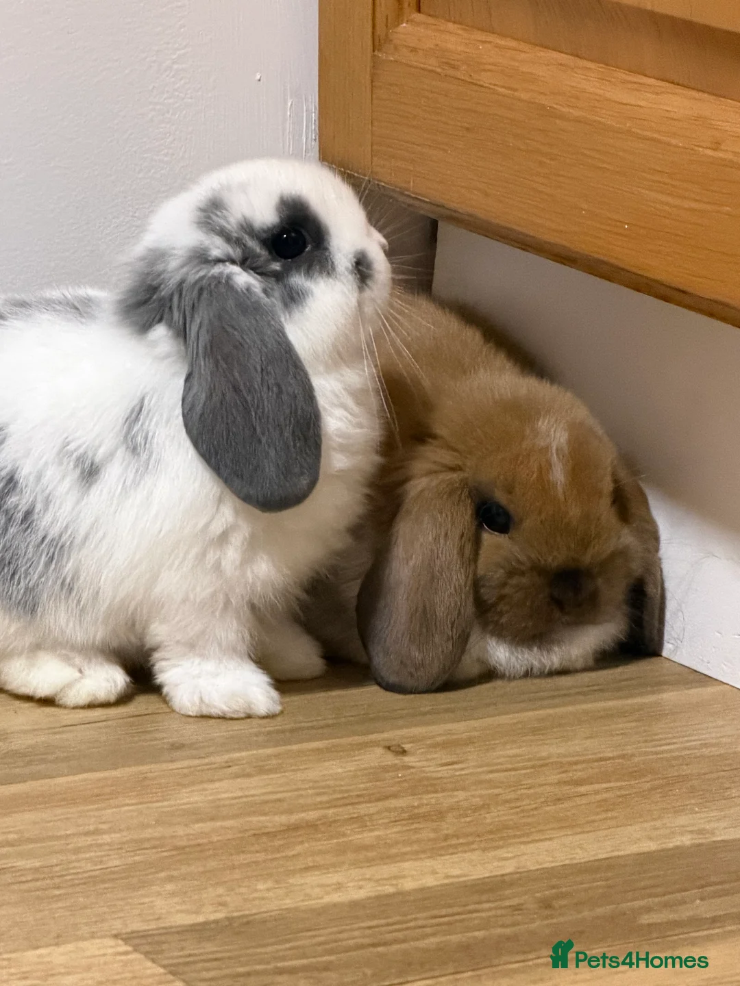 Mini Lop rabbits for sale: Mini Lop Bunnies For Sale - Advert 4