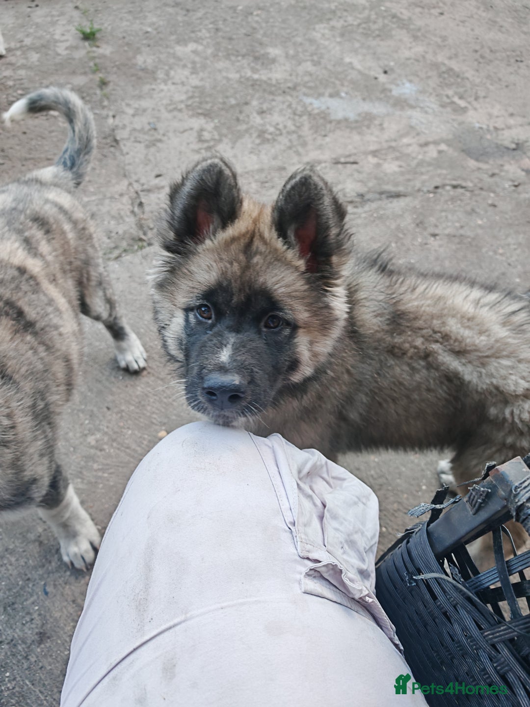 Mixed Breed dogs for sale: Akita  puppies for sale  - Image 28
