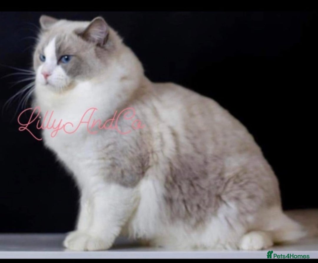 Ragdoll cats for sale: 🌟TICA🌟Champion Ragdoll🏆🏆🏆 - Advert 13