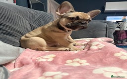 French Bulldog dogs for sale: Last Beautiful French bulldog puppy ready now! - Advert 4