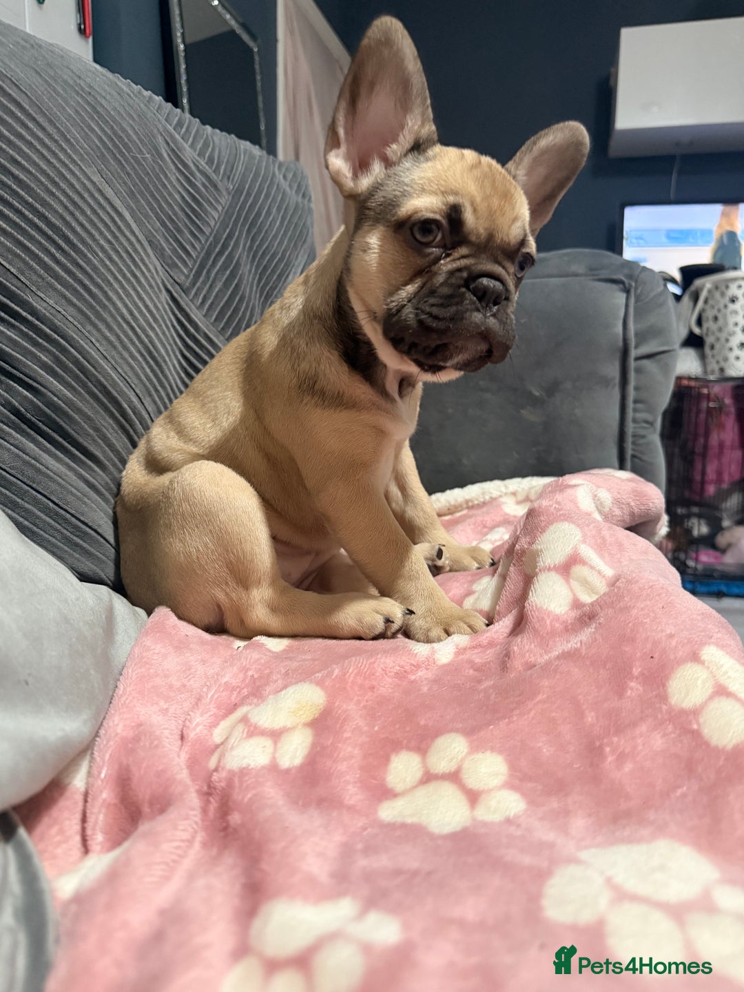 French Bulldog dogs for sale: Last Beautiful French bulldog puppy ready now! - Advert 4