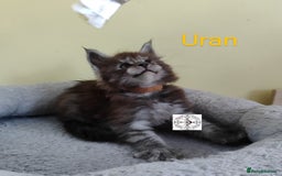 Maine Coon cats for sale: Absolutelly gorgeous kittens  - Image 7