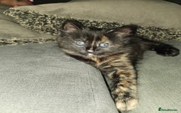 Domestic Shorthair cats for sale: Female kitten - Image 1