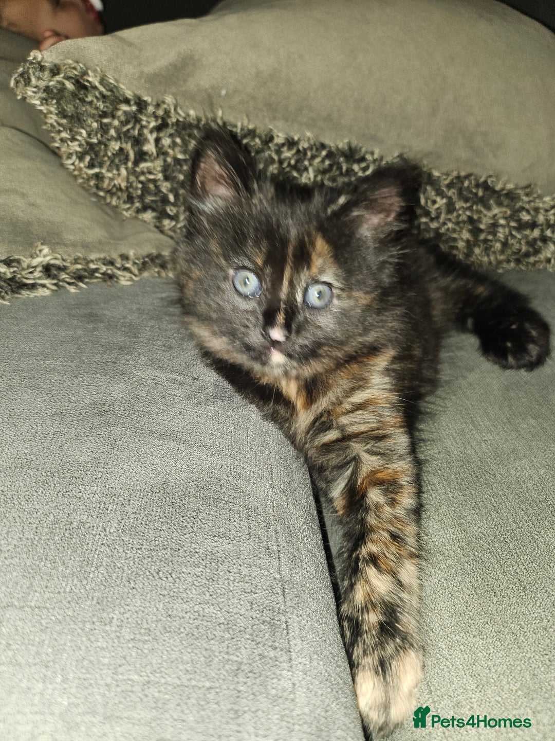 Domestic Shorthair cats for sale: Female kitten - Image 1