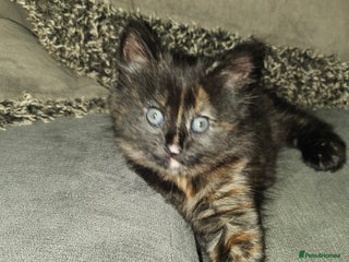 Domestic Shorthair cats - Advert 3