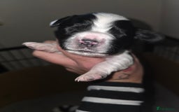 Sprocker dogs for sale: 6 Sprocker Pups - Image 7