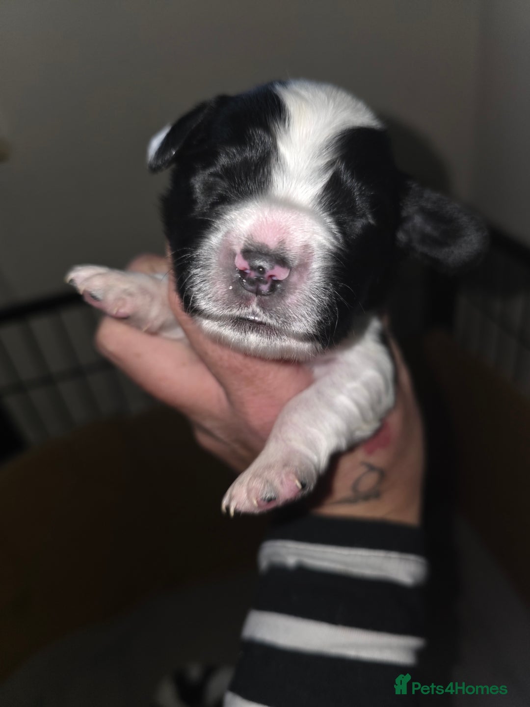 Sprocker dogs for sale: 6 Sprocker Pups - Image 7