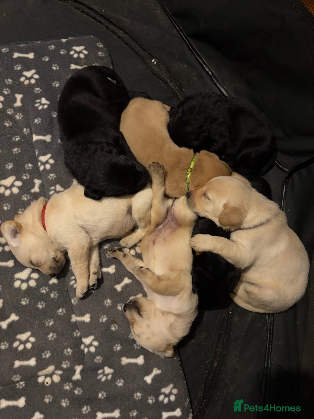Labrador Retriever dogs for sale: 2 beautiful male labradors - Advert 5
