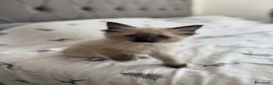 Ragdoll 4 (Brownie) - sealpoint mitted  