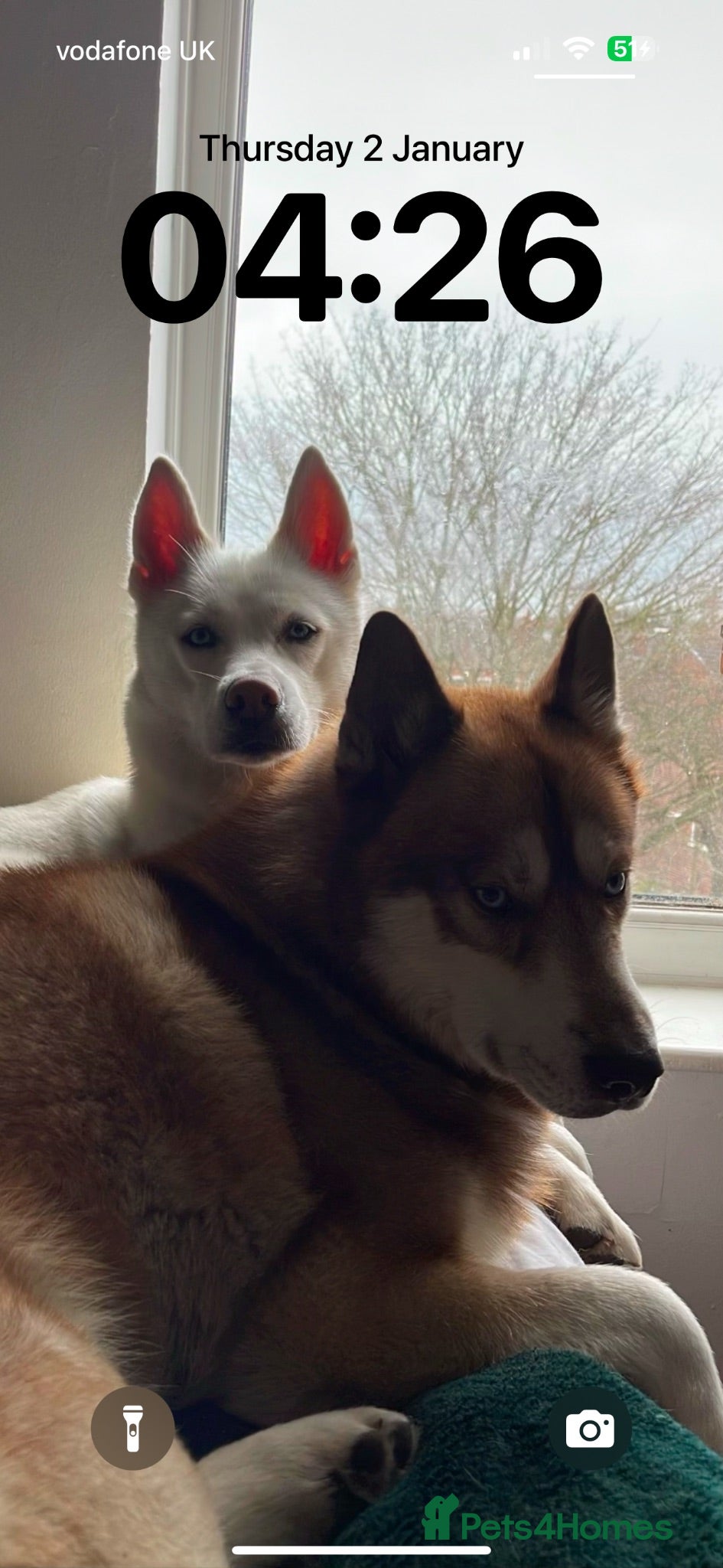 Siberian Husky dogs Beautiful puppies  - Advert 13