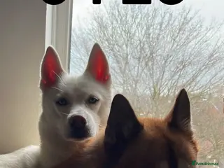 Siberian Husky dogs Beautiful puppies - Advert 3