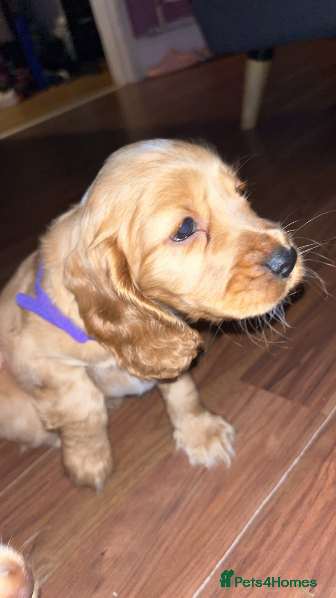 Cocker Spaniel dogs for sale: English Cocker Spaniels  - Advert 9