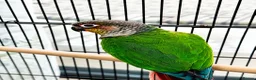 Conures birds for sale: PAIR OF GREEN CHEEK CONURES ❤️🦜 in Wembley - Advert 7