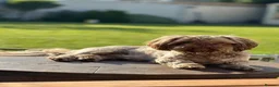 Shih Tzu dogs for stud: Chocolate Shih Tzu for Stud - Advert 2