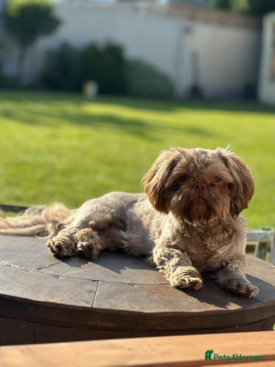 Shih Tzu dogs for stud: Chocolate Shih Tzu for Stud - Advert 2