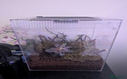 Praying Mantis invertebrates for sale: Spiny flower mantis  - Image 2