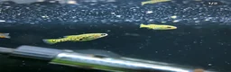 Live Bearers fish for sale: Ameca Splendens/Butterfly Splitfins - Advert 5