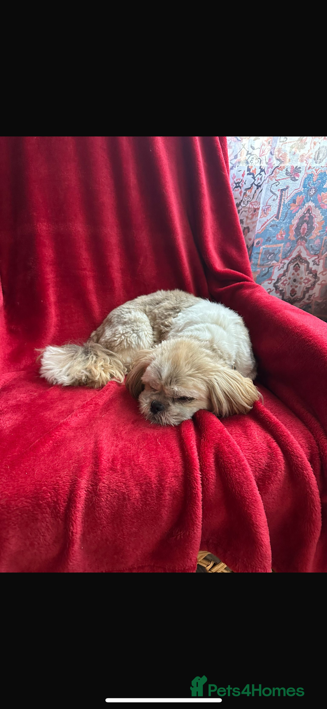 Shih Tzu dogs for sale: 2 female Shih tzu - Image 8