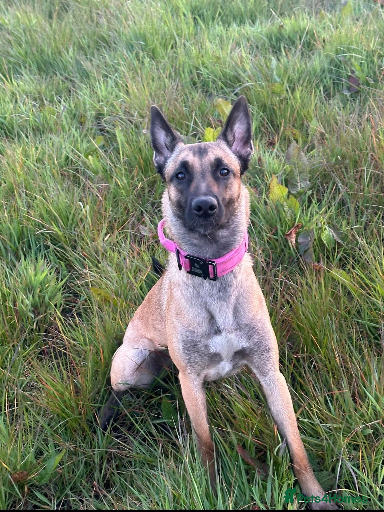 Belgian Shepherd Dog dogs Gorgeous belgian malinois for sale - Advert 2