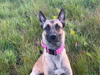 Belgian Shepherd Dog dogs Gorgeous belgian malinois for sale - Advert 2