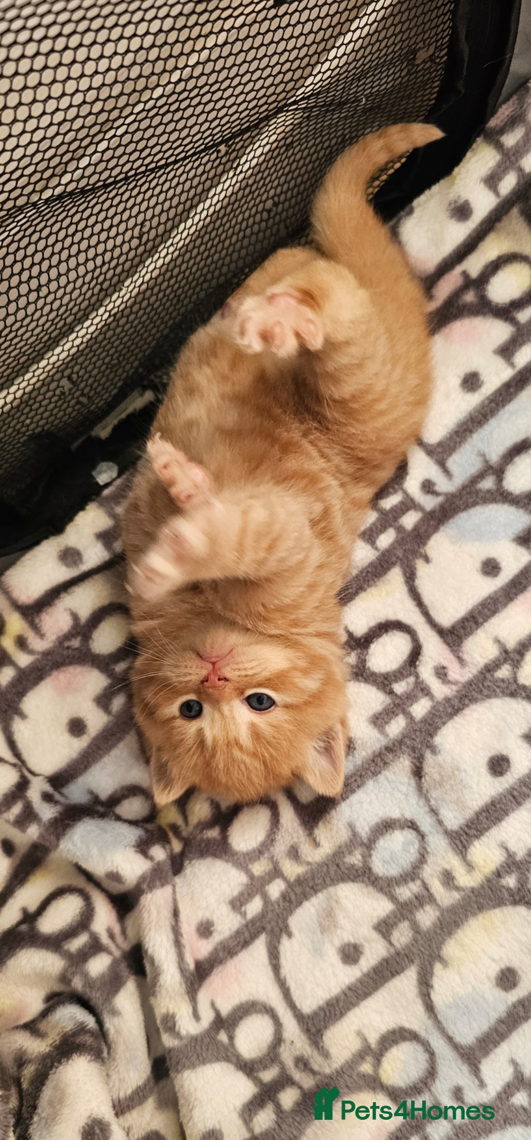 British Shorthair cats for sale: Beautiful British shorthair kittens  - Advert 3