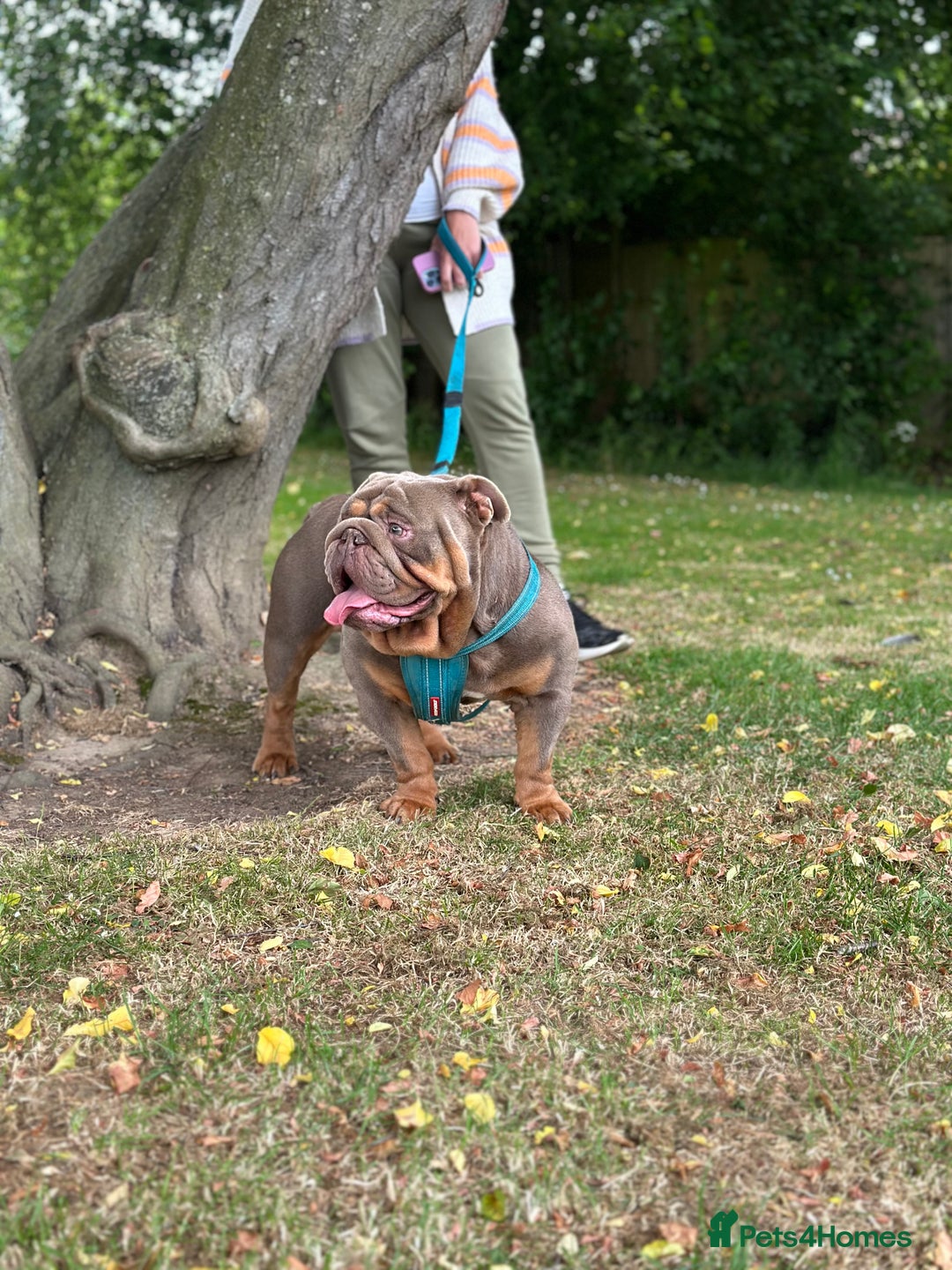 English Bulldog dogs for stud: full suited English bulldog stud well proven in Leicester - Advert 11