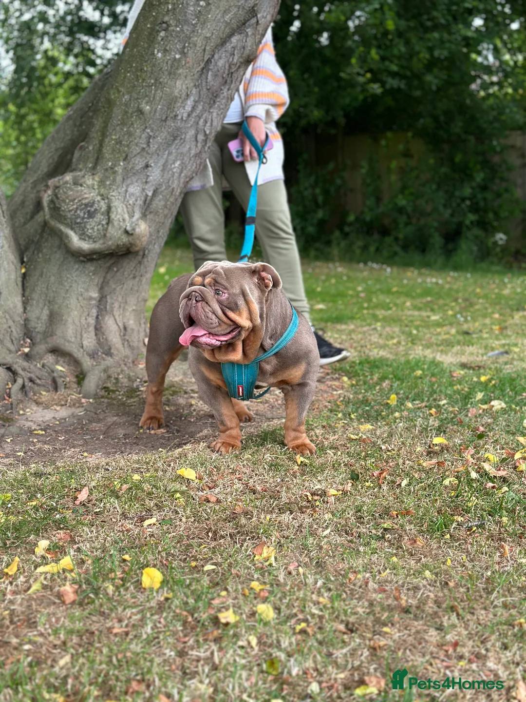 English Bulldog dogs for stud: full suited English bulldog stud well proven in Leicester - Advert 11