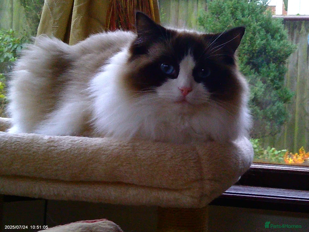 Ragdoll cats for adoption: 2 beautiful Ragdolls in need of rehoming - Advert 2