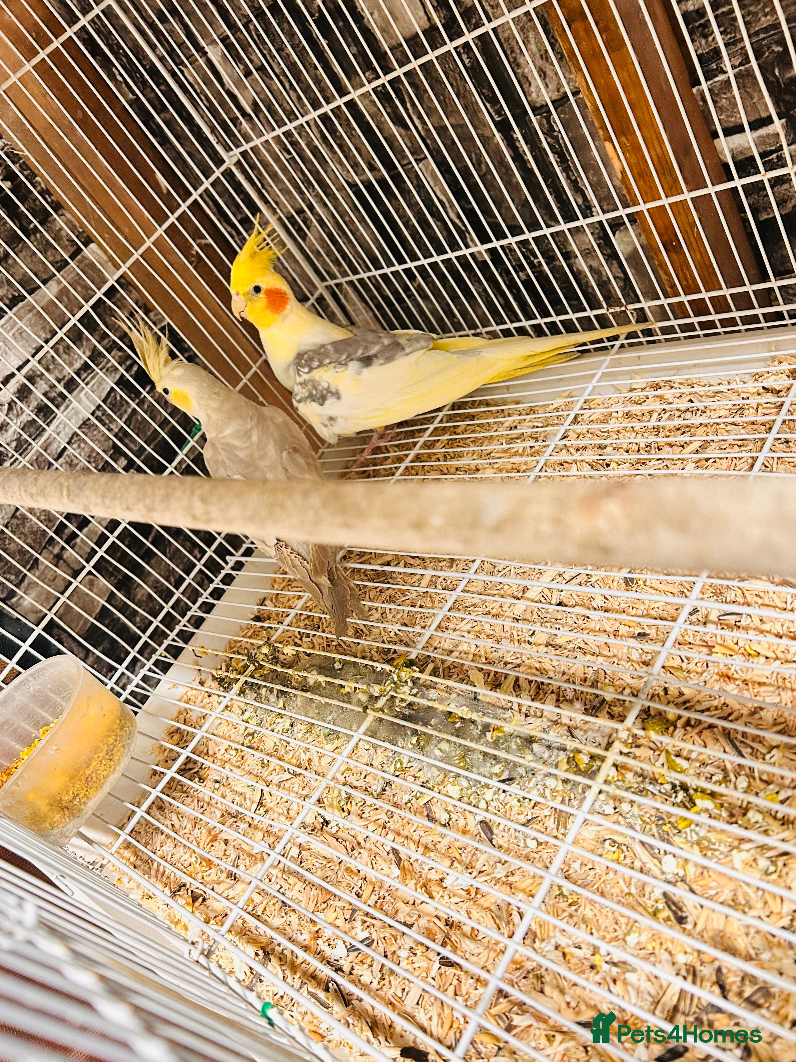 Cockatiels birds Breeding pair of cockatiels  - Advert 1