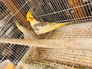 Cockatiels birds Breeding pair of cockatiels - Advert 3