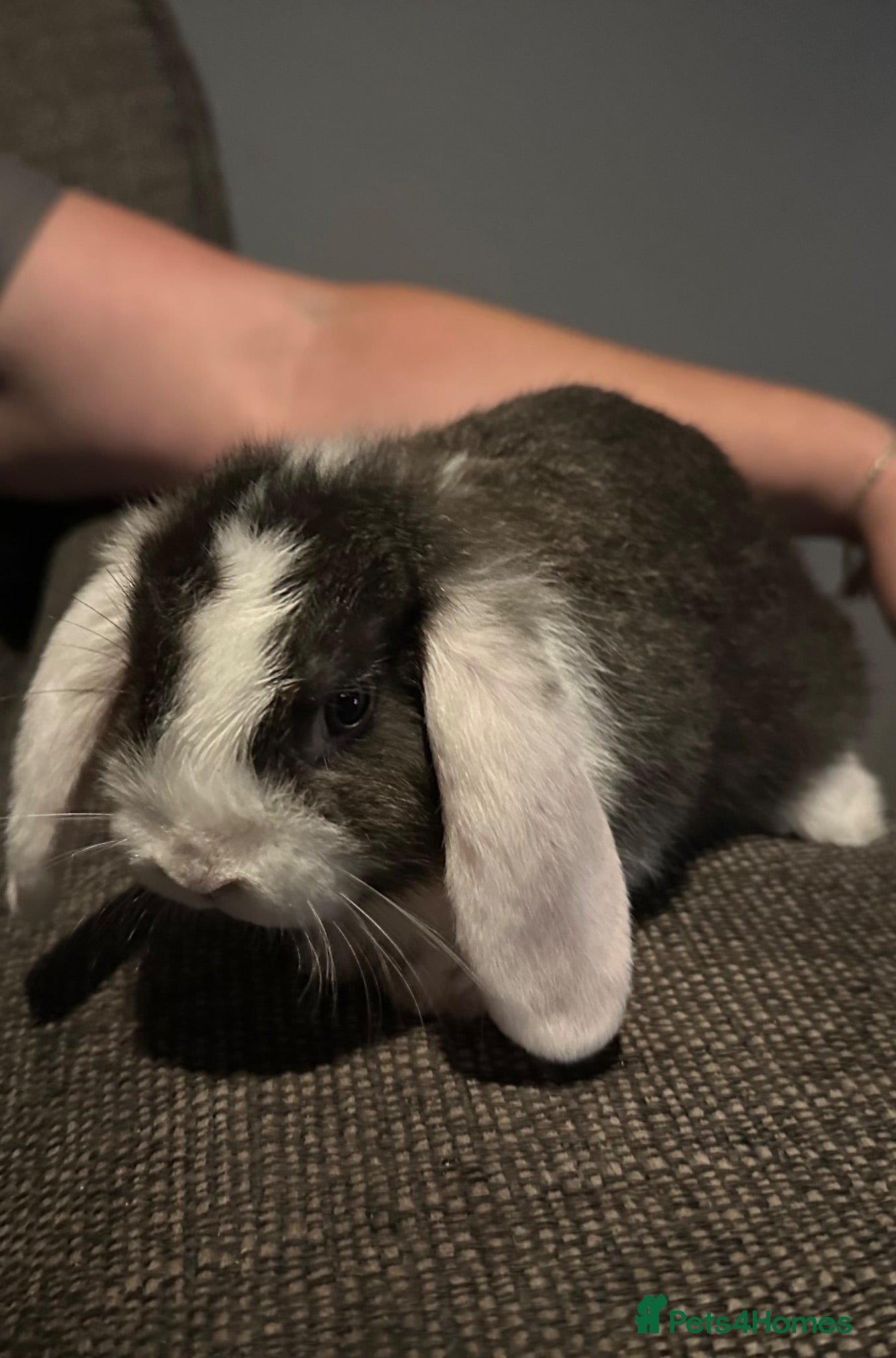 Mini Lop rabbits Mini lop baby rabbits  - Advert 2