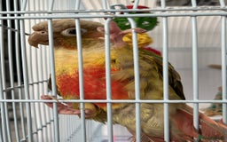 Conures birds for sale: Female pineapple green cheek conure for sale - Image 4