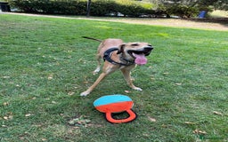 Mixed Breed dogs for sale: Beautiful saluki x greyhound for adoption - Image 17