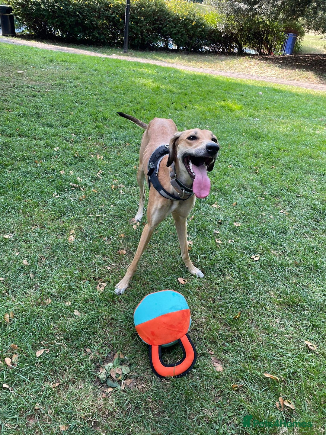 Mixed Breed dogs for sale: Beautiful saluki x greyhound for adoption - Image 17