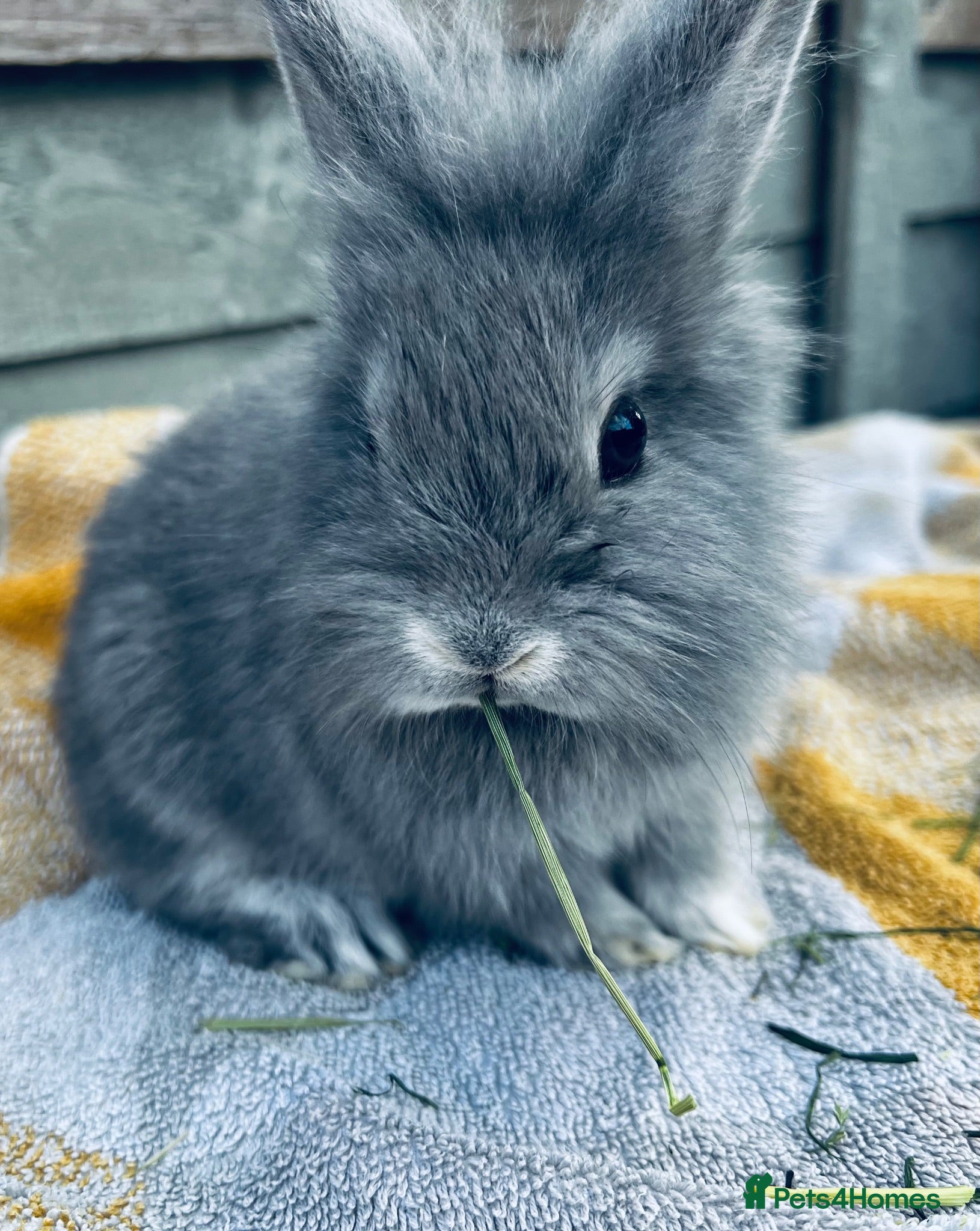 Lionhead rabbits Beautiful lion head and lion head lops rabbits  - Advert 1