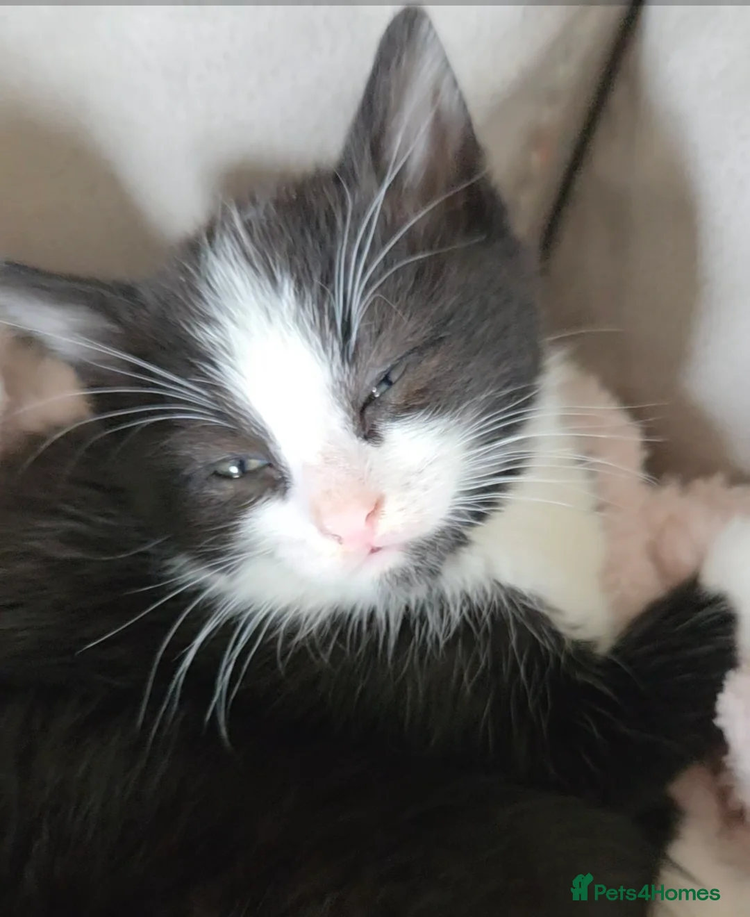 Mixed Breed cats for sale: Black and white male kitten - Advert 2