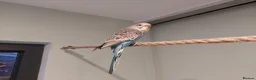 Budgerigars birds for sale: Hand tamed Budgies - Advert 9