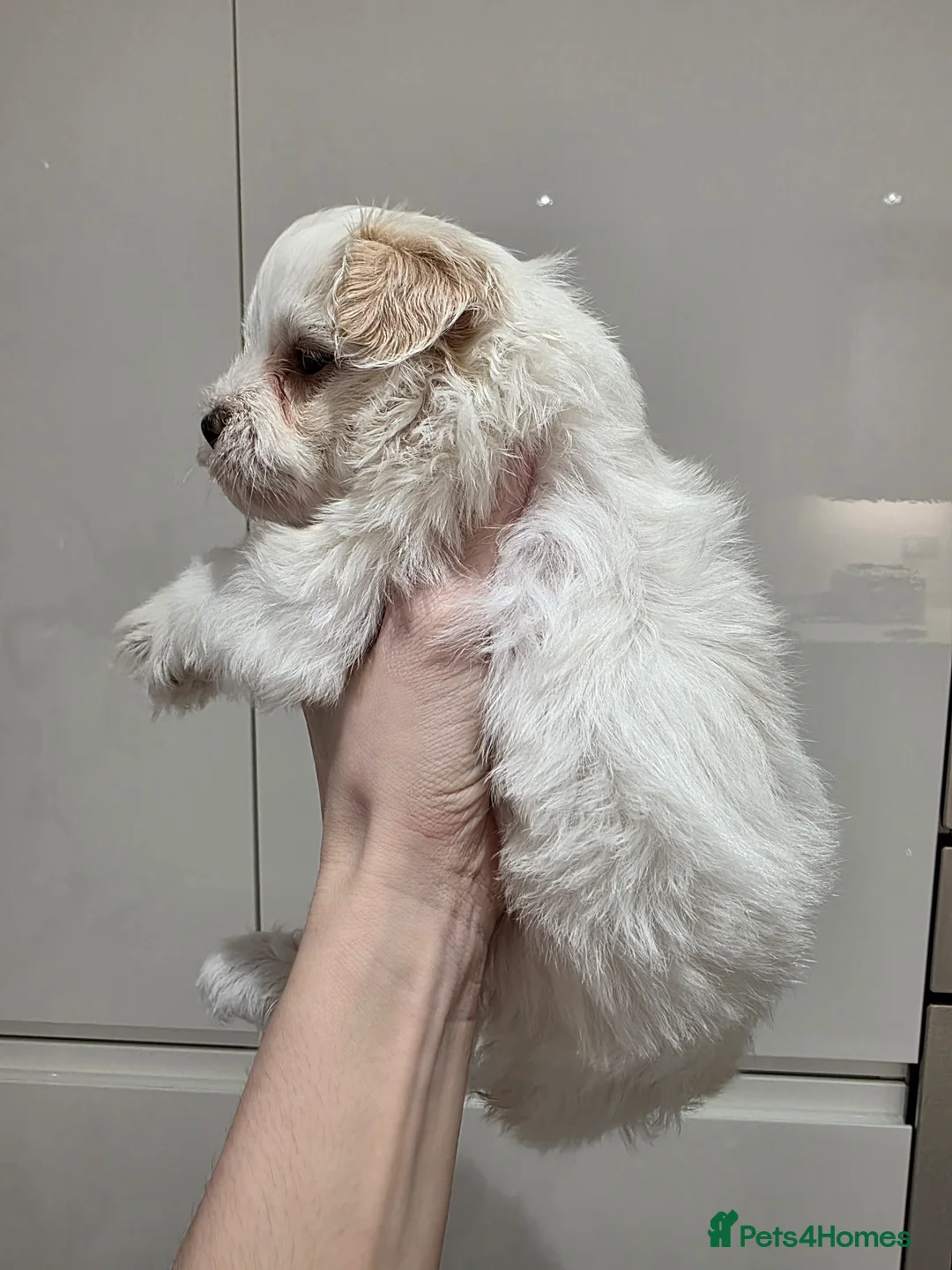 Maltipoo dogs for sale:  Ready 6.3.26 Tiny korean maltipoo females in Berwick-upon-Tweed - Advert 9