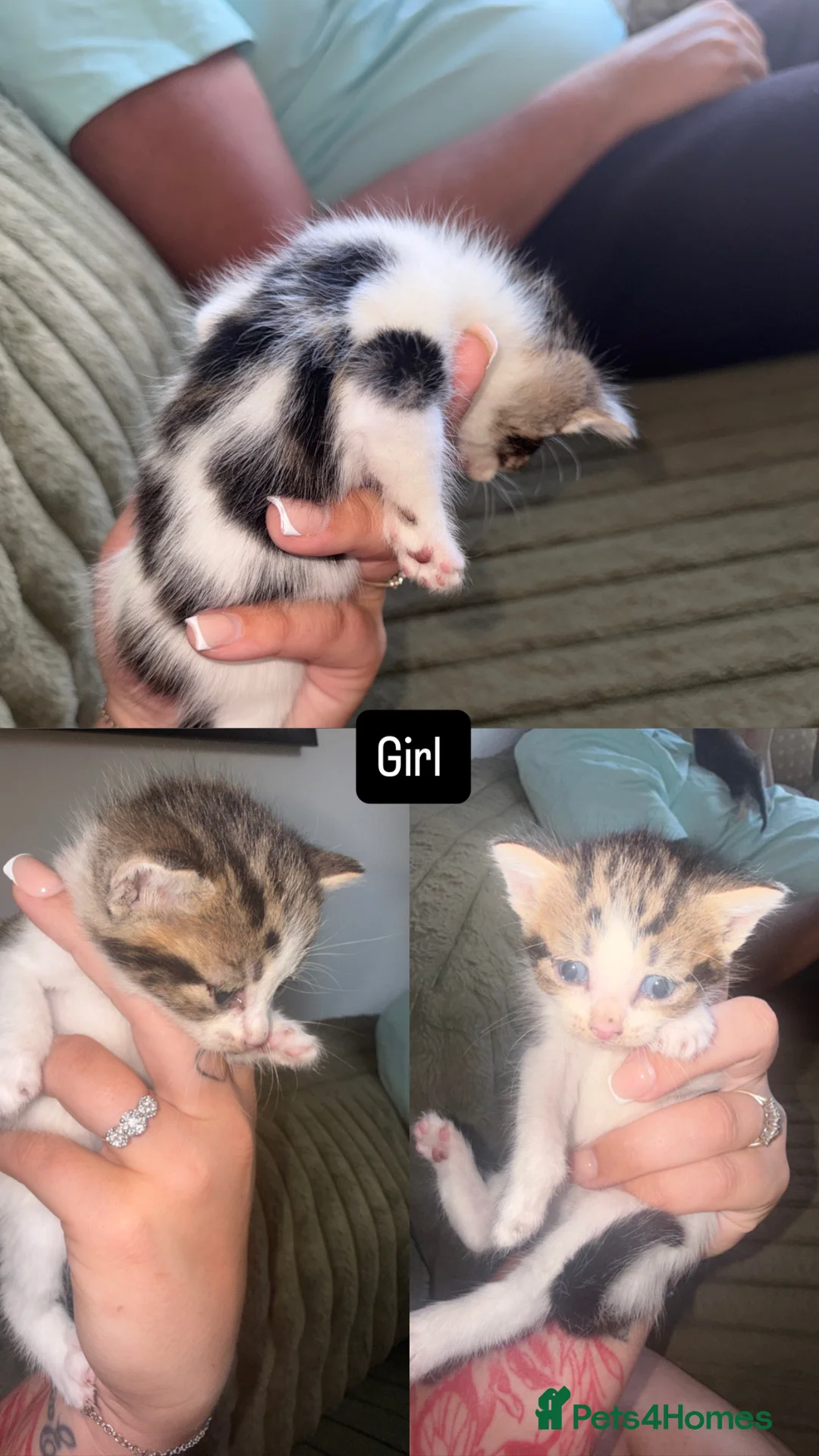 Mixed Breed cats for sale: Gorgeous mixed tabby & black/white kitten - Advert 2