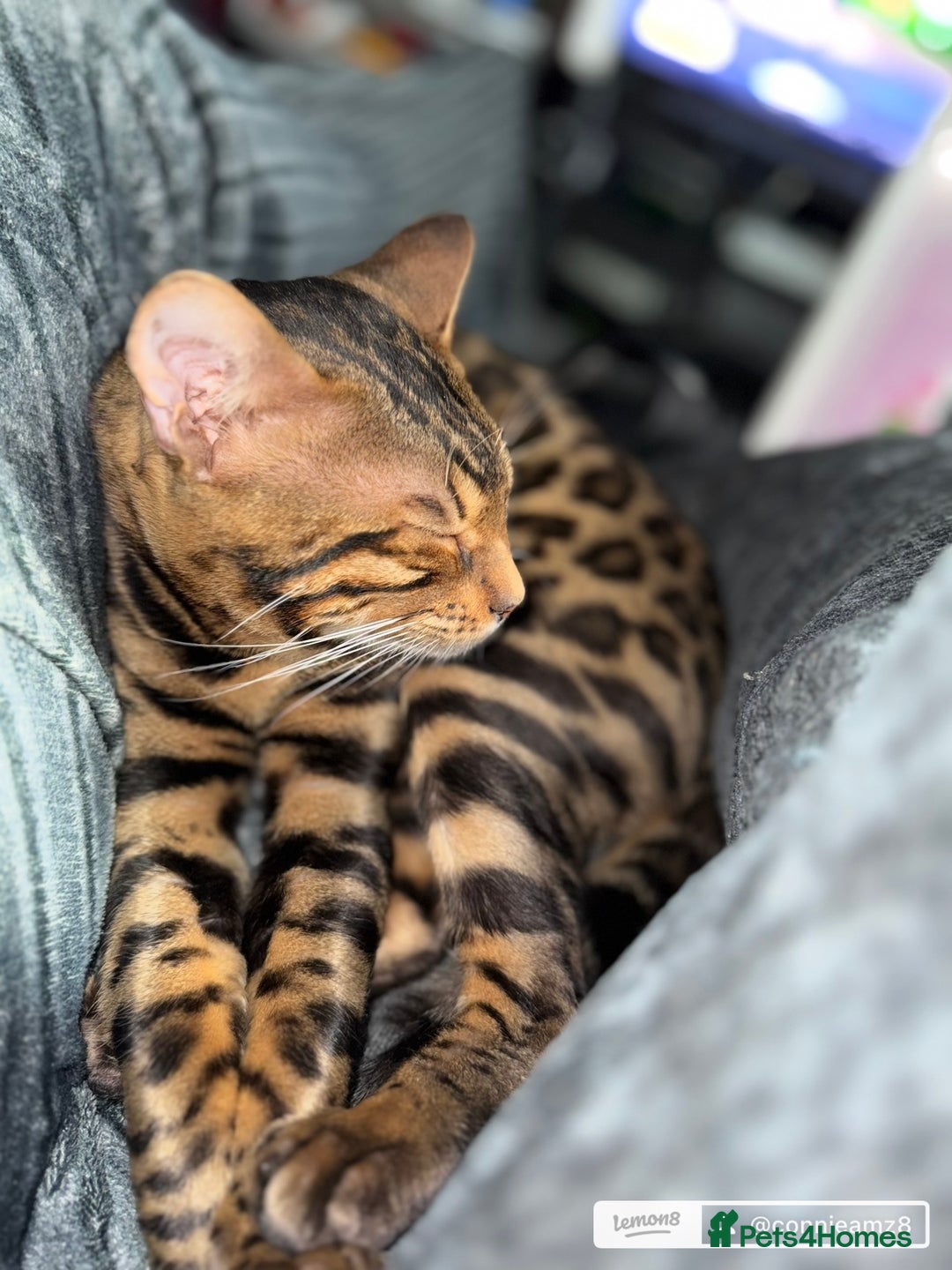 Bengal cats for sale: Pure Bengal For Sale 5 Star homes only  - Advert 3