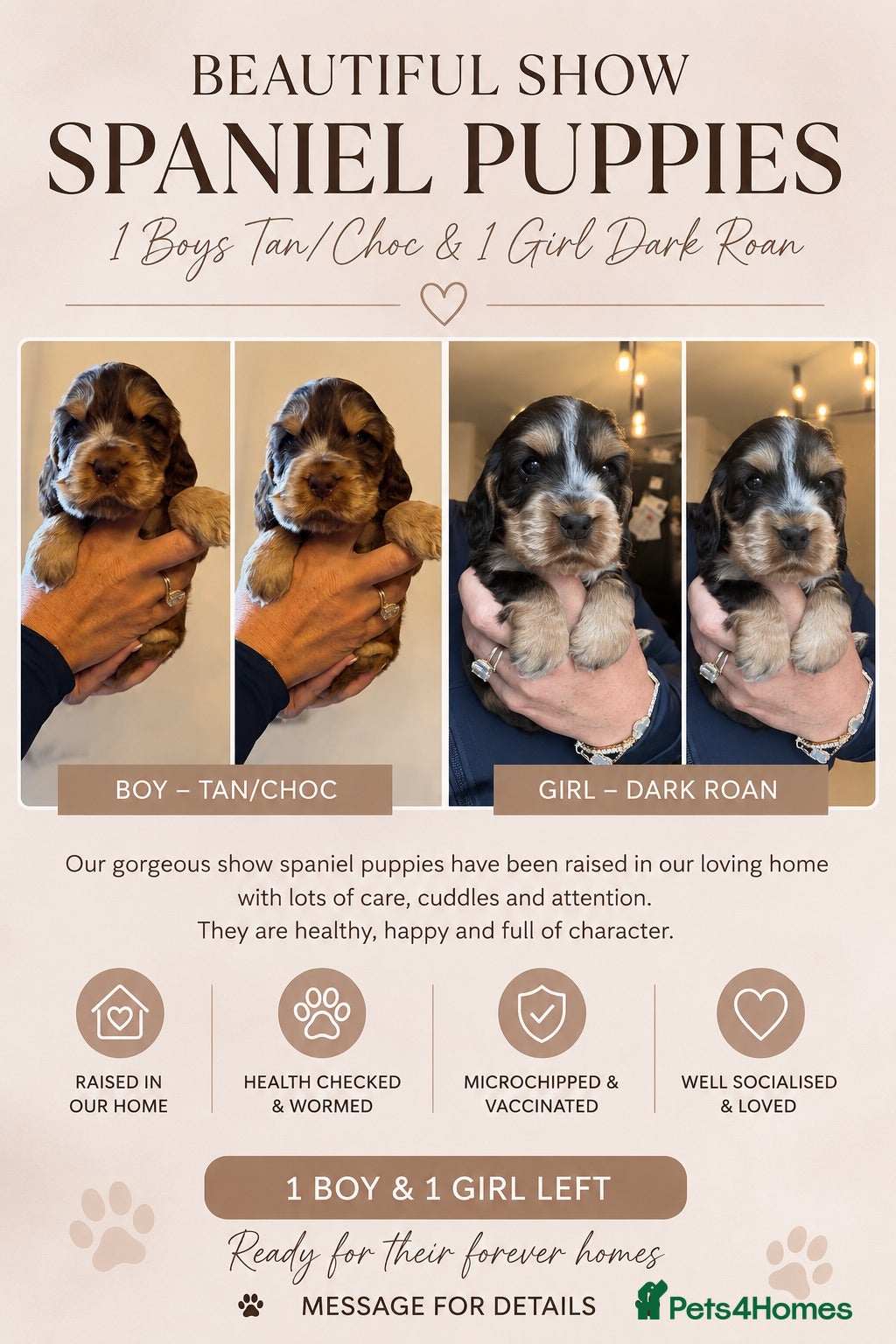 Cocker Spaniel dogs 🐶RIZI BIZI beautiful pedigree show spaniels🐶 - Advert 1