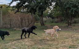 Labrador Retriever dogs for sale: Smart mixed colour labrador litter, HEALTH TESTED - Image 6