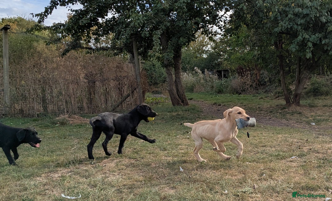 Labrador Retriever dogs for sale: Smart mixed colour labrador litter, HEALTH TESTED - Image 6