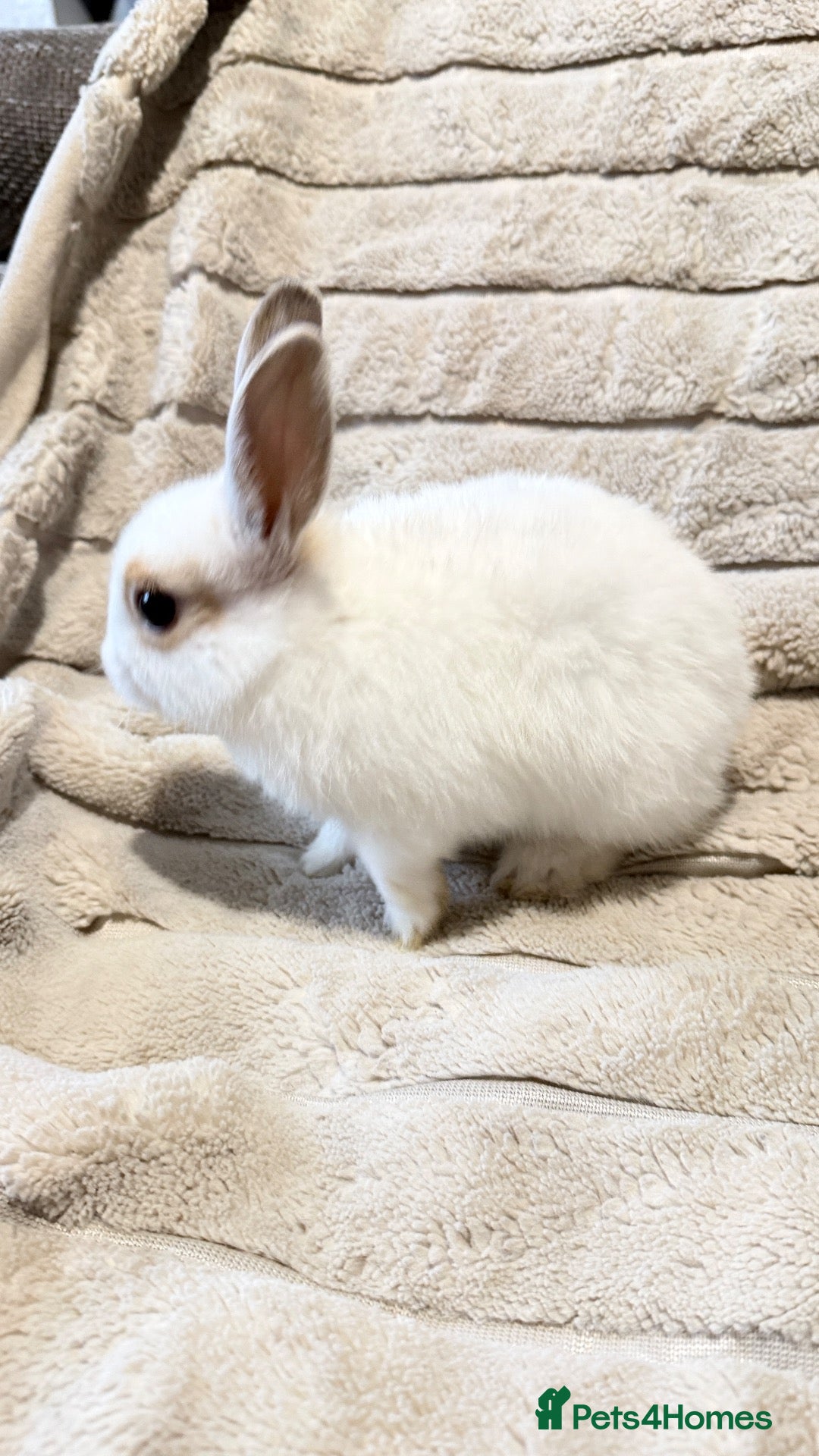 Mixed Breed rabbits Dwarf Rabbits 🐇🐰 - Advert 2