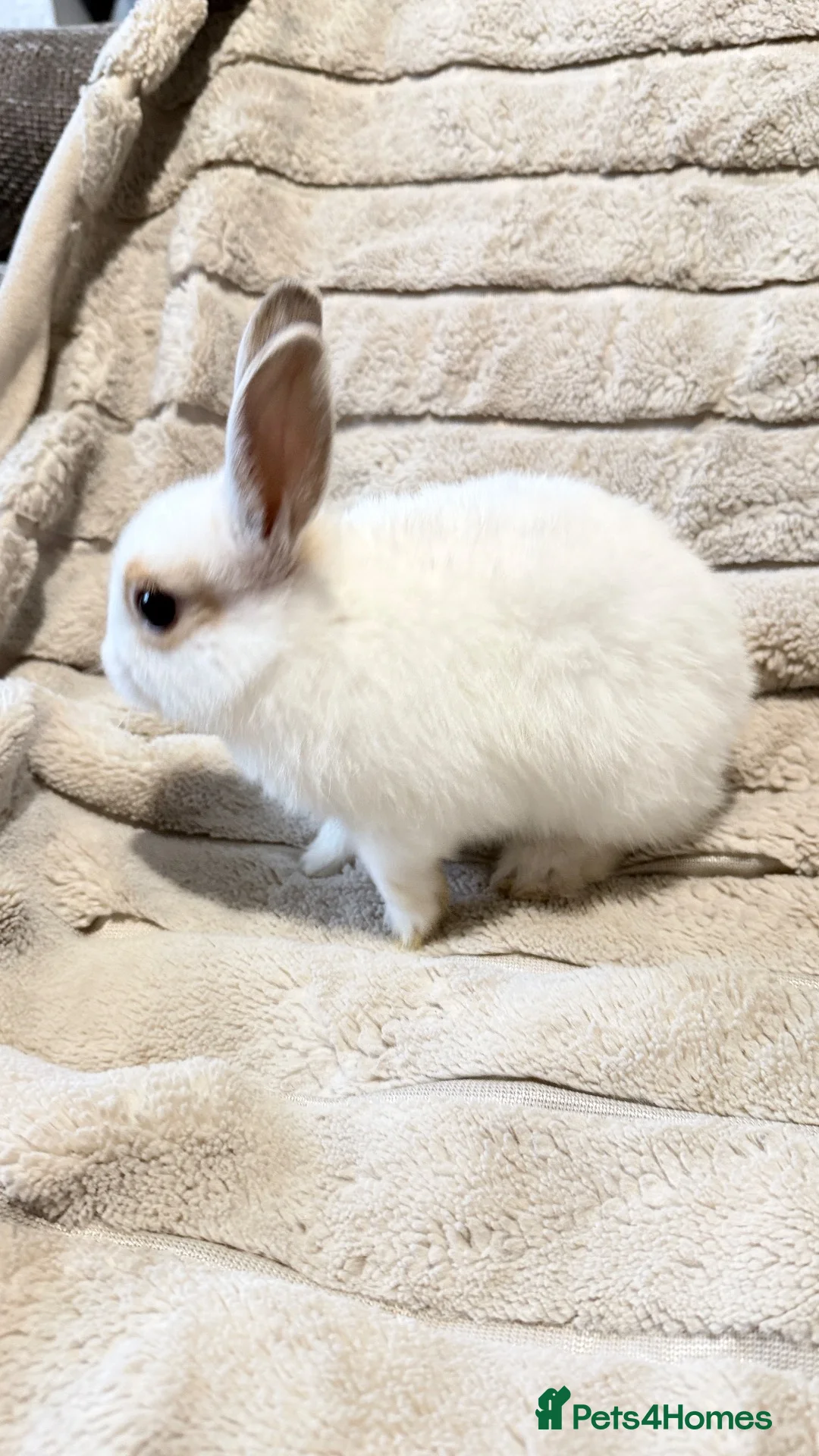Mixed Breed rabbits for sale: Dwarf Rabbits 🐇🐰 - Advert 2