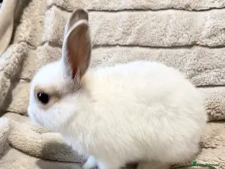 Mixed Breed rabbits Dwarf Rabbits 🐇🐰 - Advert 2