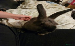 Rex rabbits for sale: Beautiful Rex and Mini lop cross breed 🐰 bunny's  - Image 7