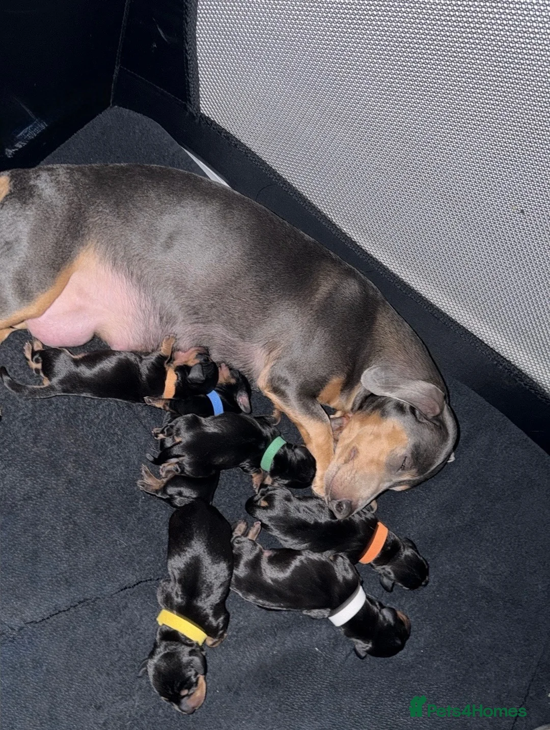 Miniature Dachshund dogs for sale: 6 BEAUTIFUL MINI DACHSHUND BOYS - Advert 18