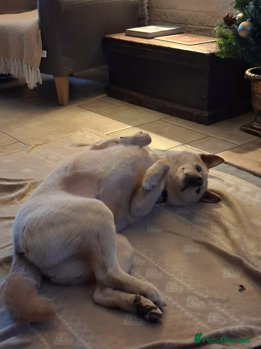 Japanese Shiba Inu dogs for adoption: Jimmy 6 year old Shiba mix jindo   - Advert 5